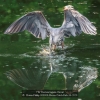 AAAKwan-Phillip-000000-Heron-Catch-Fish-33-2020_2020WLC