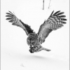 AAAKwan-Phillip-000000-Great-Gray-Owl-85-2020_2020WLC