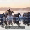 Kwan-Phillip-000000-Horses-in-Water-41-2019_2019WLC