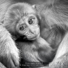 Brega-Giulio-013326-Little-monkey-2019_2019WLC