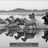 Kwan-Phillip-000000-Horses-in-Water-71-2019_2019WLC