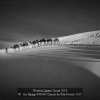 An-Xiping-000000-Camels-In-Teh-Desert-2017_2019WLC