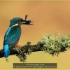 AAAHayes-Beverly-000000-Male-Kingfisher-with-Catch-2020_2020WLC